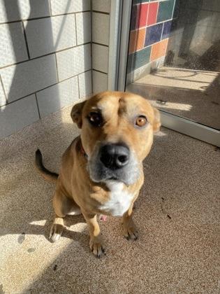 Tyler, Adoptable, Adult Male Labrador Retriever & Mixed Breed.