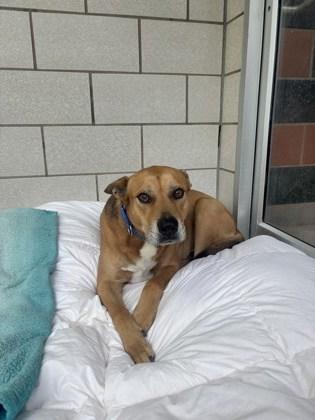 Enlarge Tyler, a Adoptable mixed breed in Houston, TX image 2/3