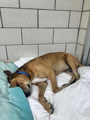 Enlarge Tyler, a Adoptable mixed breed in Houston, TX image 3/3