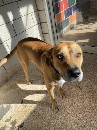 Tyler, a Adoptable mixed breed in Houston, TX image 2/2