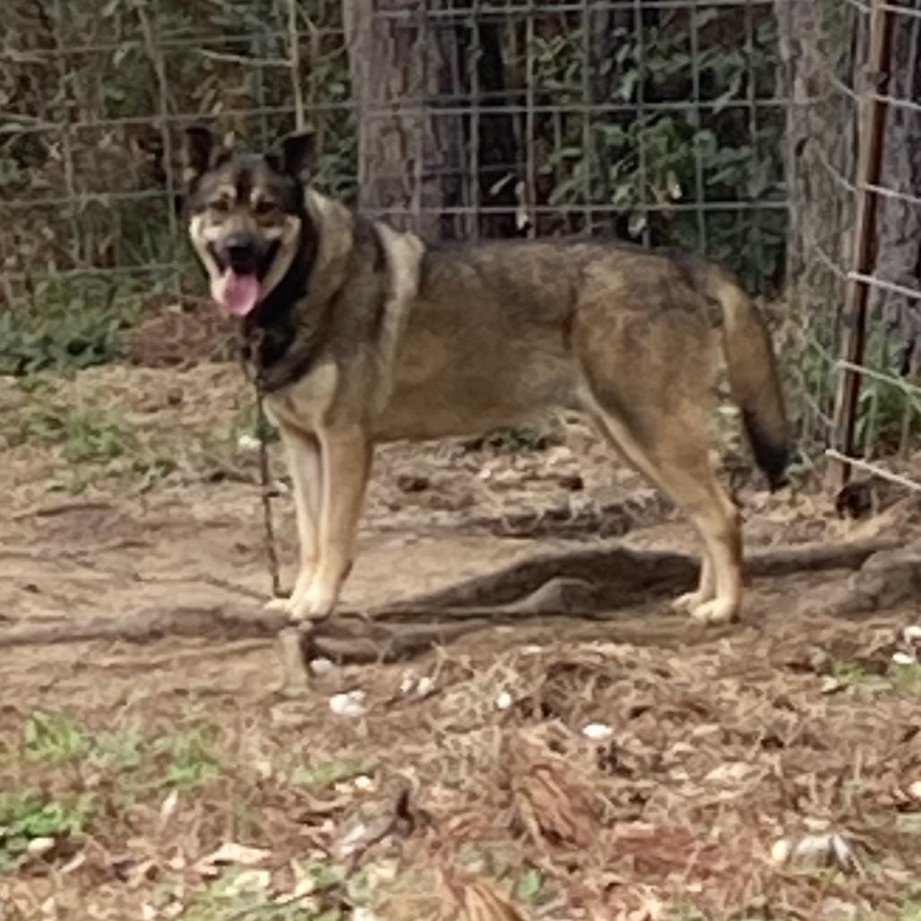 Chester, a Adoptable mixed breed in Livingston, TX image 1/2
