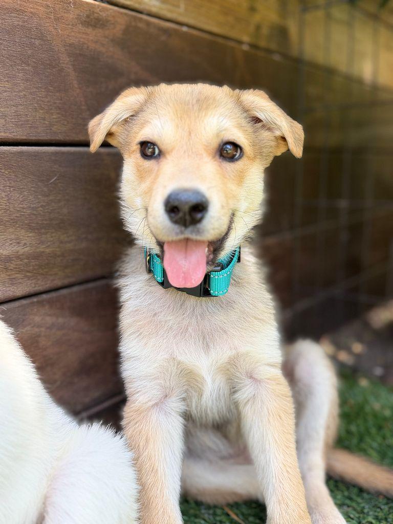 Leia the Shepsky, a Adoptable mixed breed in Los Angeles, CA image 1/5