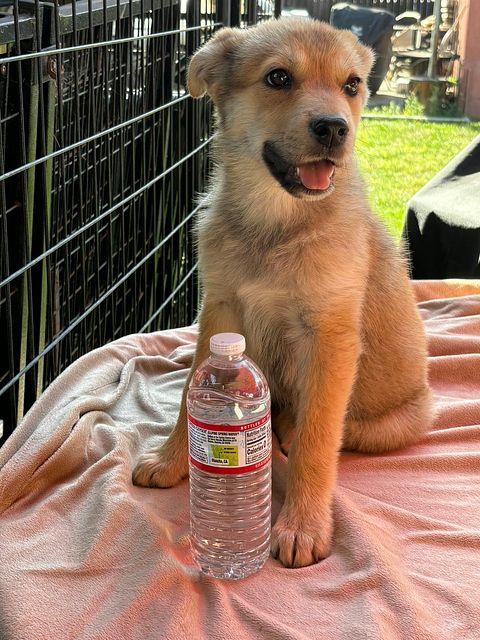Leia the Shepsky, a Adoptable mixed breed in Los Angeles, CA image 5/5