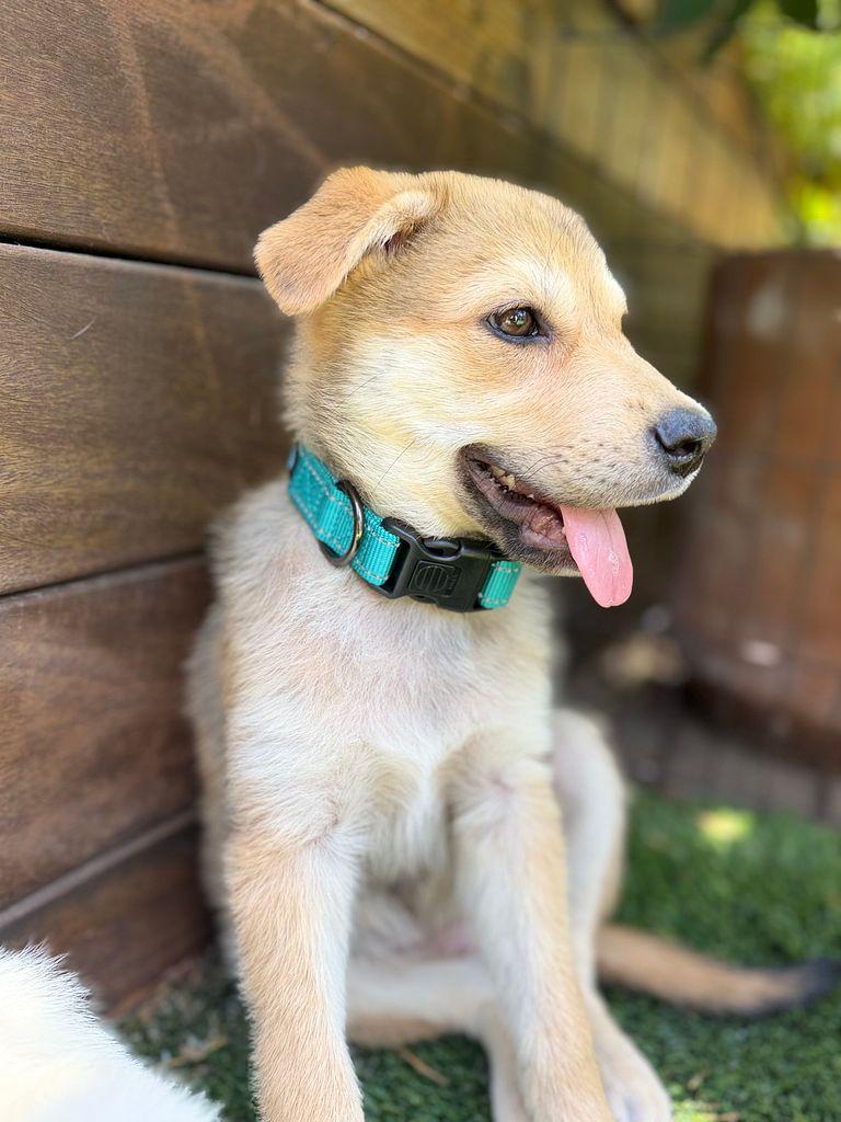 Leia the Shepsky, a Adoptable mixed breed in Los Angeles, CA image 3/5