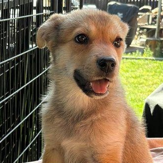 Leia the Shepsky, a Adoptable mixed breed in Los Angeles, CA image 4/5