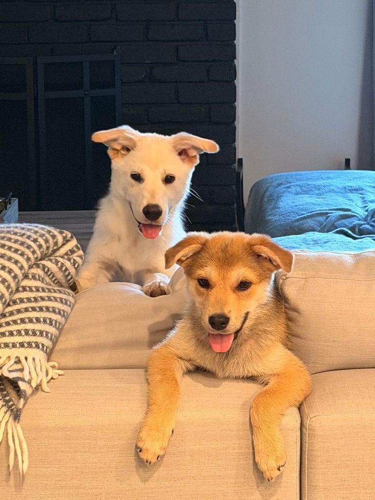 Leia the Shepsky, a Adoptable mixed breed in Los Angeles, CA image 2/5