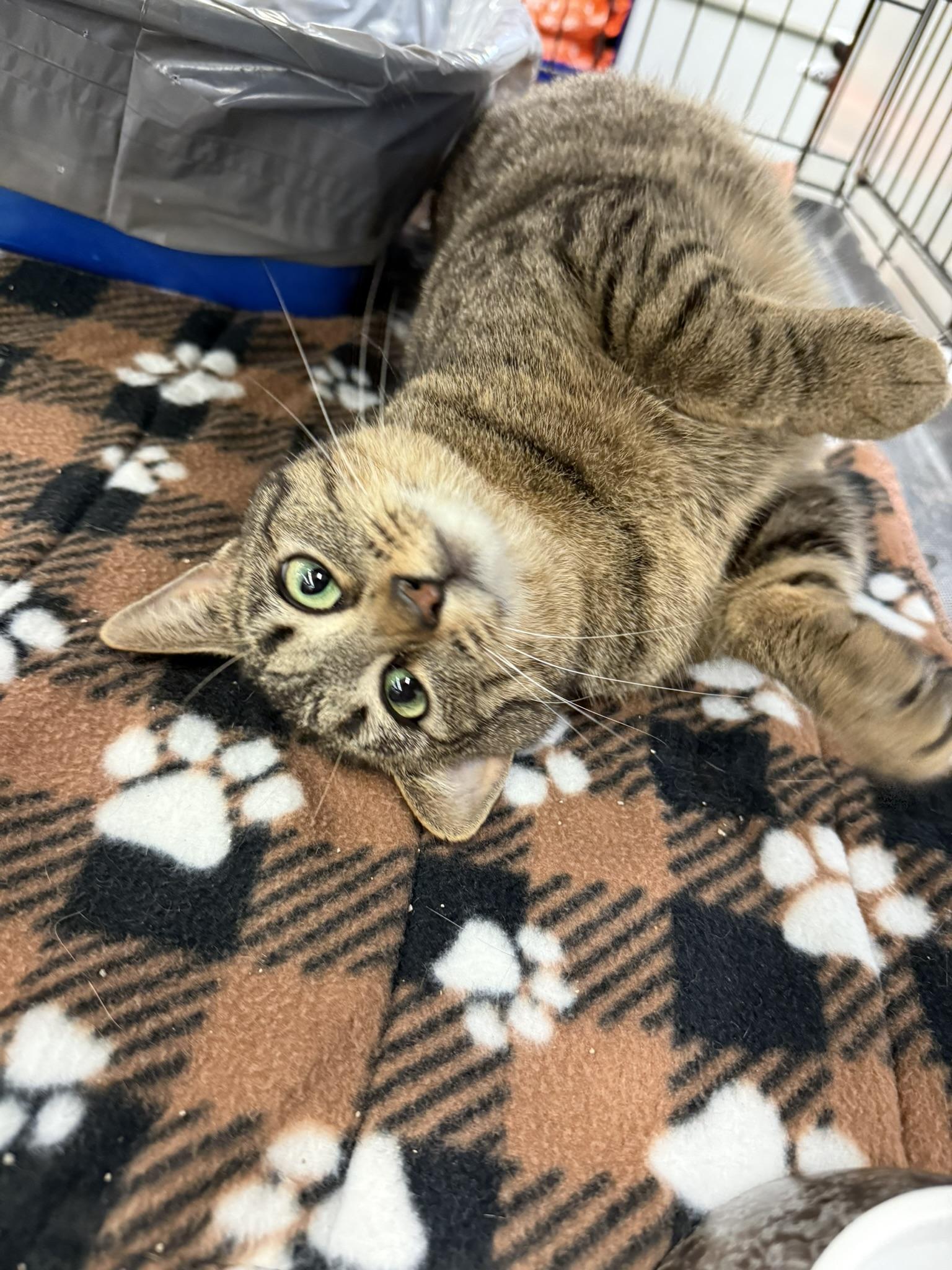 MYSTERY, ADOPTABLE, Young Female Tabby.