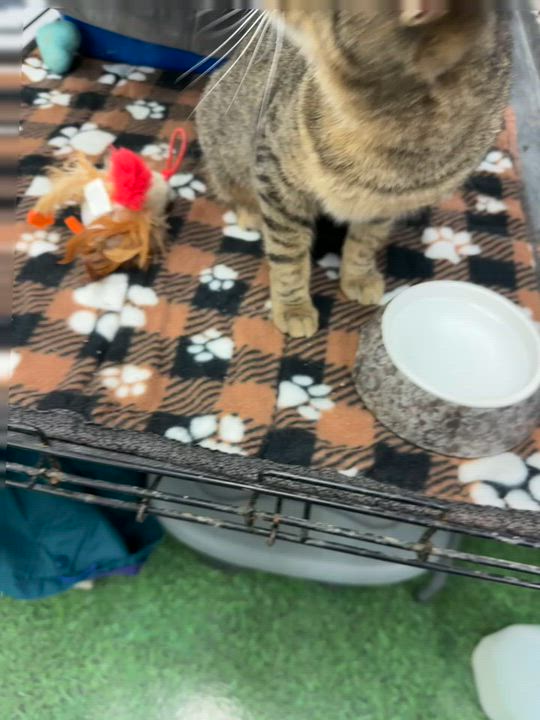 Enlarge MYSTERY, an adopted Tabby in Lake Ozark, MO video 4/4