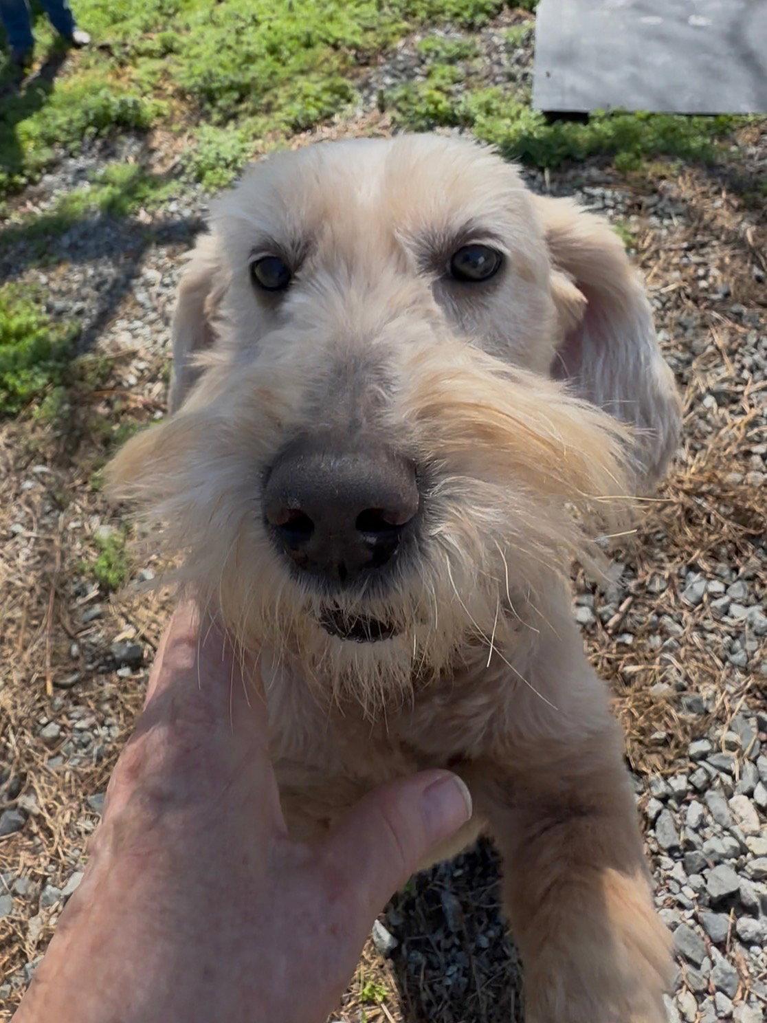 Enlarge Etta, a Adopted mixed breed in Thomasville, NC image 1/3