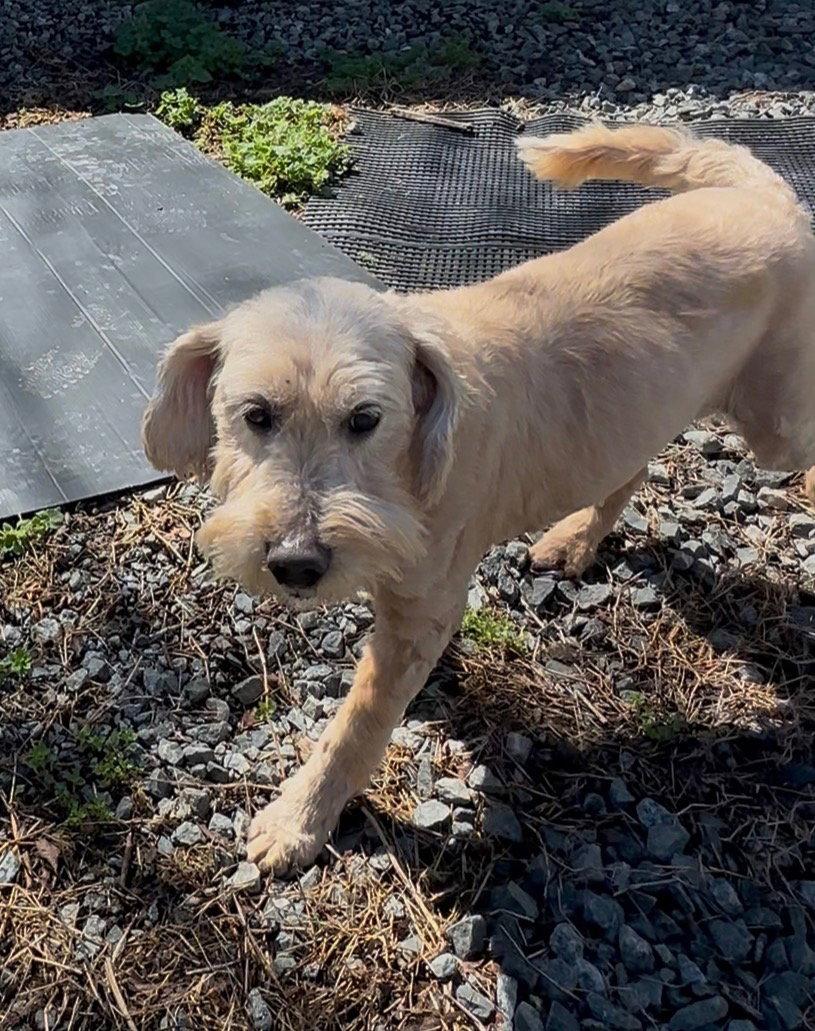 Enlarge Etta, a Adopted mixed breed in Thomasville, NC image 2/3