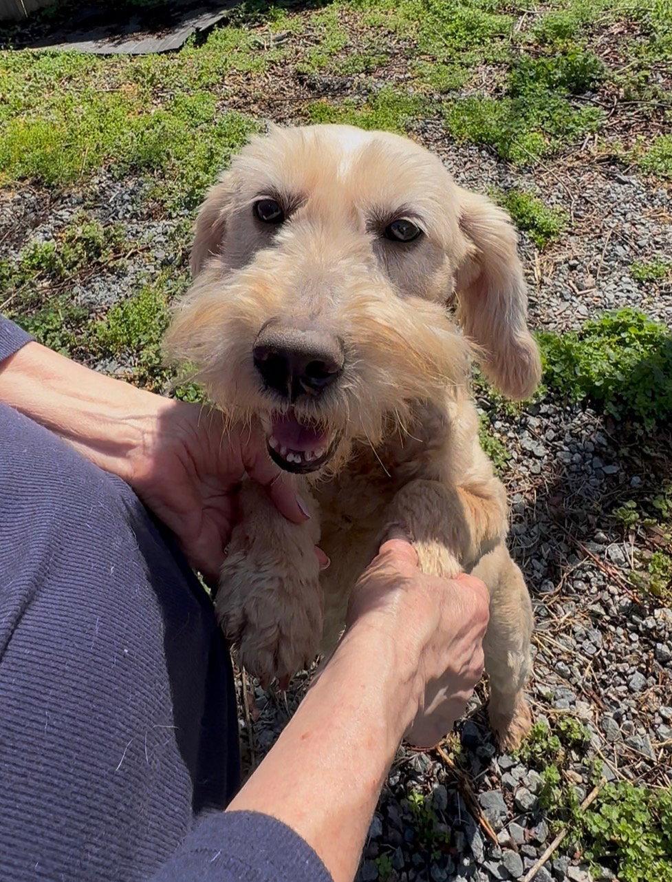 Enlarge Etta, a Adopted mixed breed in Thomasville, NC image 3/3