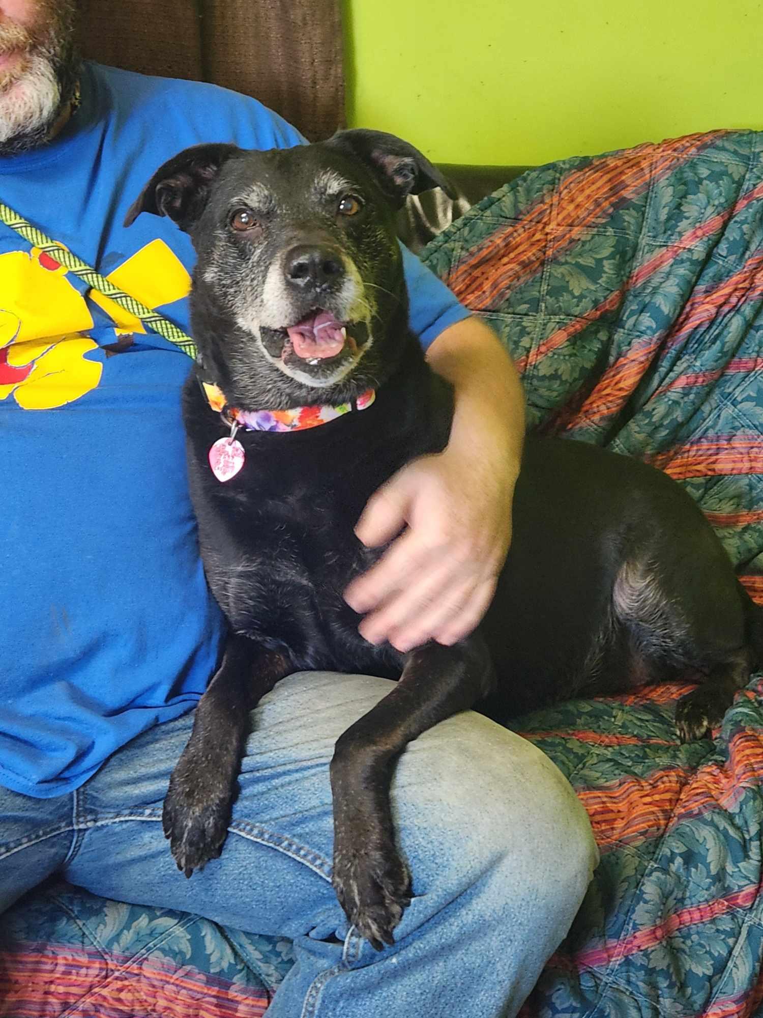 Holly, Senior Female Black Labrador Retriever