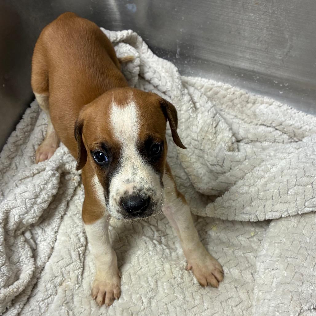 Enlarge Oatmeal, a Adoptable mixed breed in Birmingham, AL image 1/1