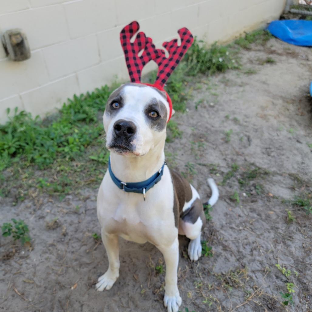 Angus, Adoptable, Adult Male Pit Bull Terrier.