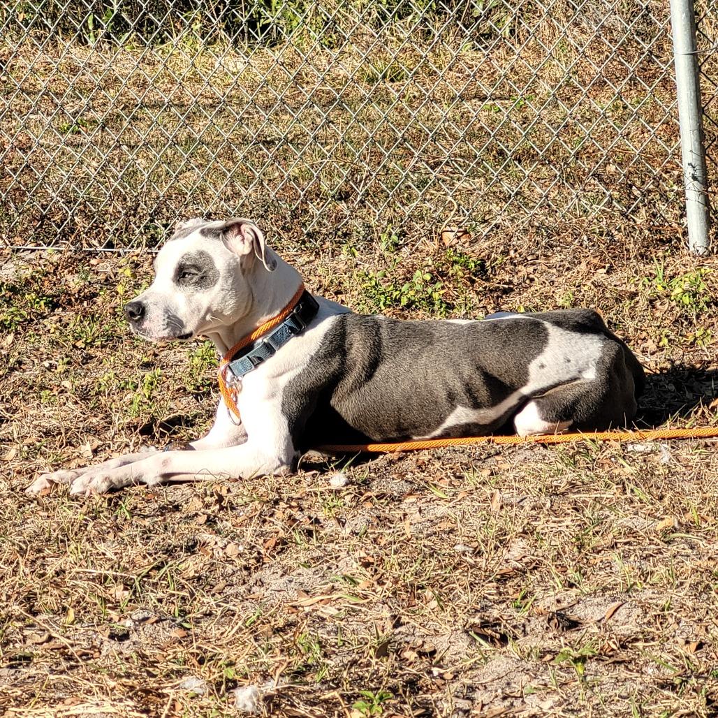 Angus, Adoptable, Adult Male Pit Bull Terrier.