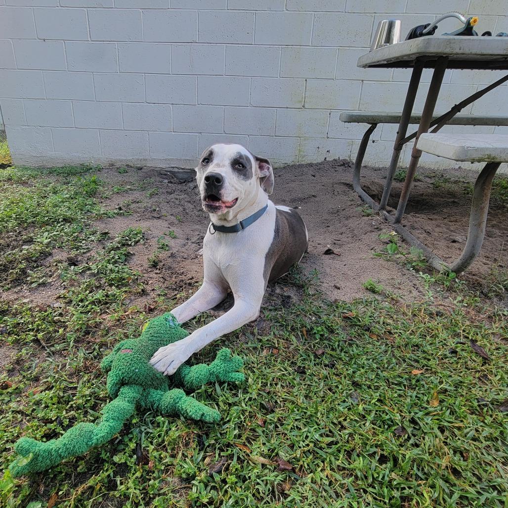 Enlarge Angus, a Adoptable Pit Bull Terrier in Lake Panasoffkee, FL image 1/6