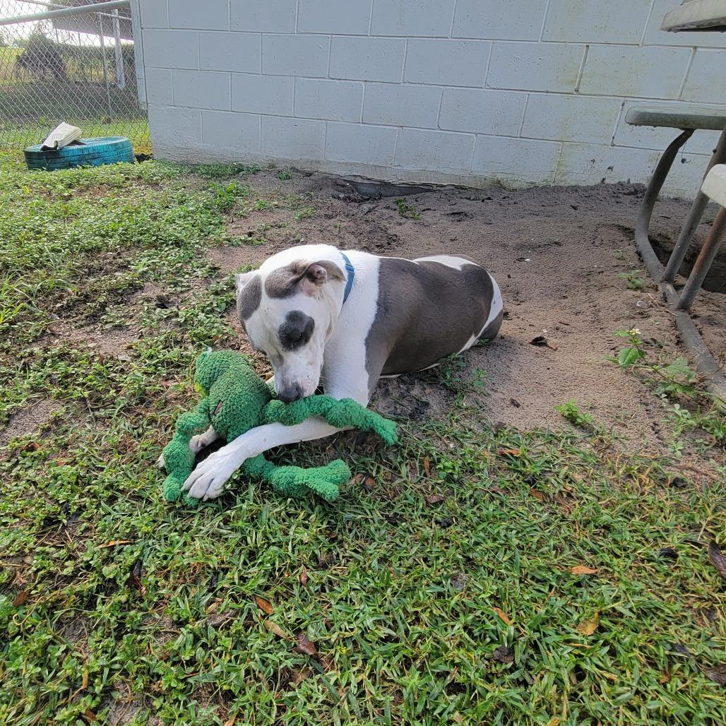 Enlarge Angus, a Adoptable Pit Bull Terrier in Lake Panasoffkee, FL image 2/6