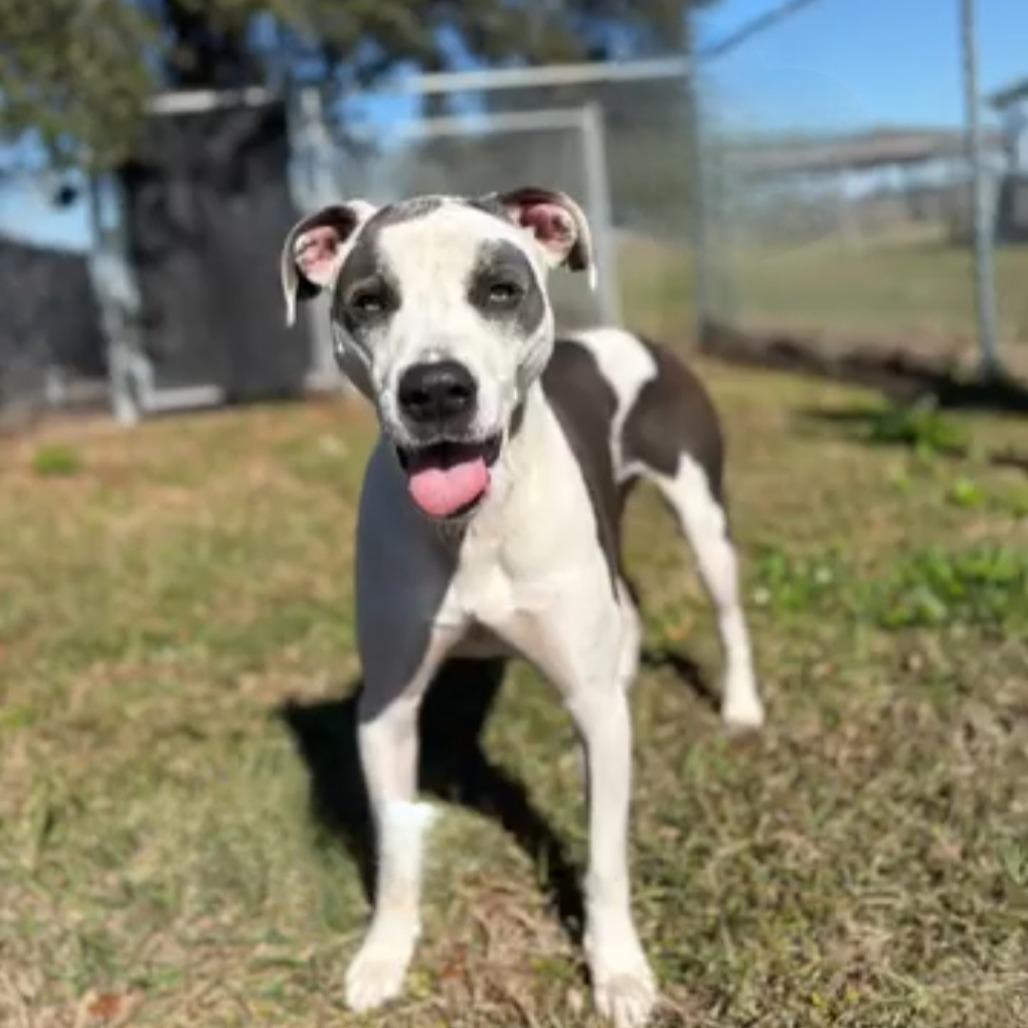 Enlarge Angus, a Adoptable Pit Bull Terrier in Lake Panasoffkee, FL image 1/6