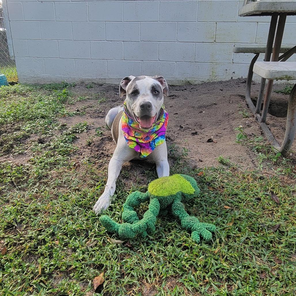 Enlarge Angus, a Adoptable Pit Bull Terrier in Lake Panasoffkee, FL image 3/6