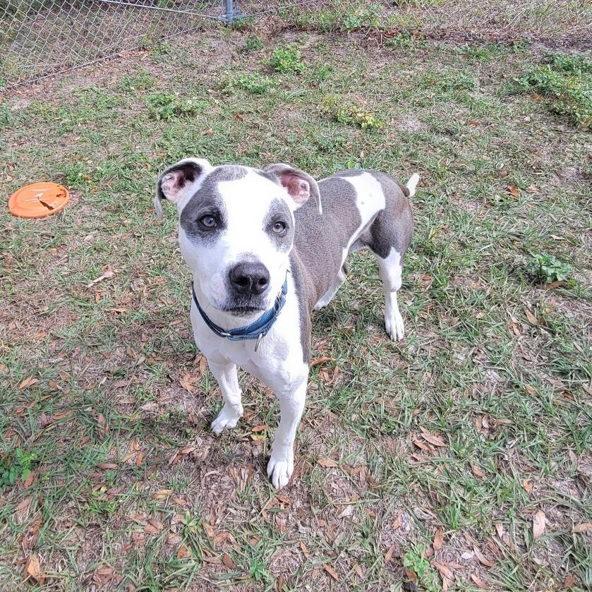 Enlarge Angus, a Adoptable Pit Bull Terrier in Lake Panasoffkee, FL image 3/6