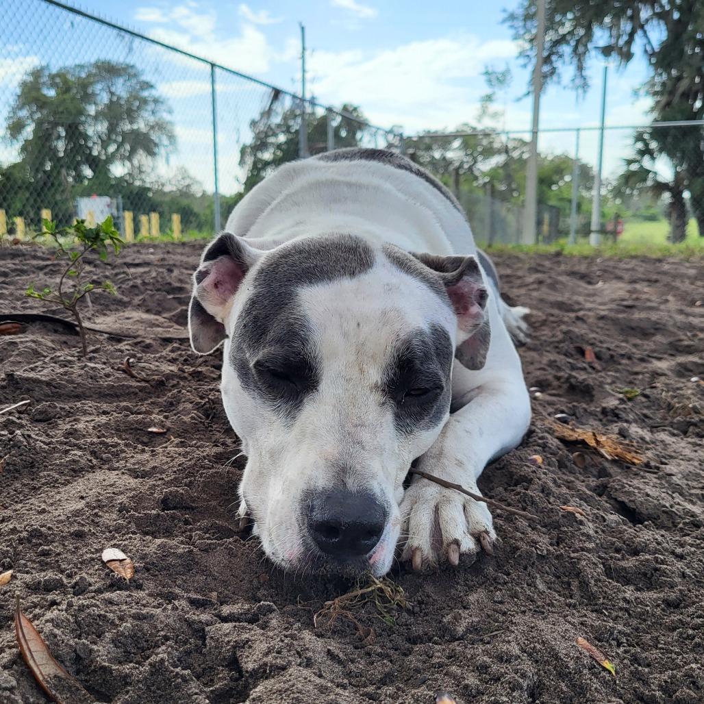 Enlarge Angus, a Adoptable Pit Bull Terrier in Lake Panasoffkee, FL image 4/6