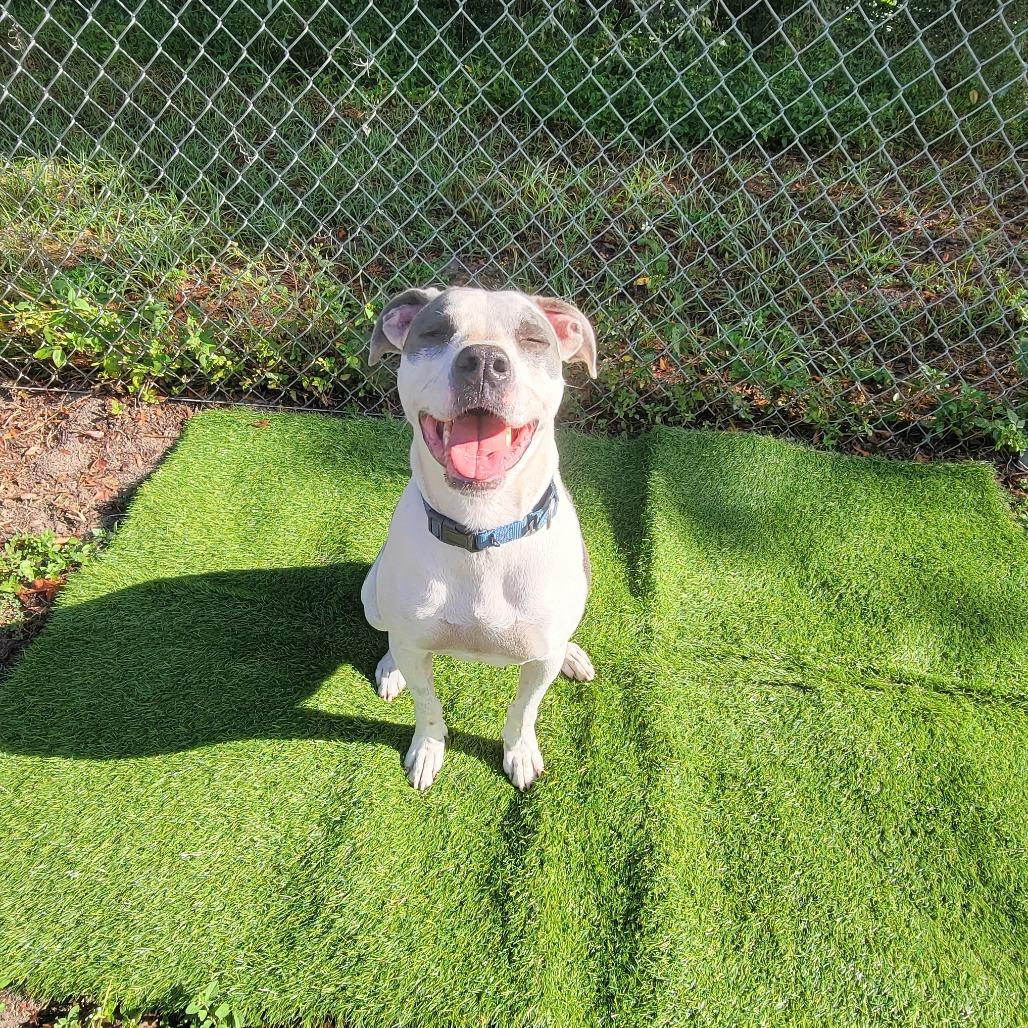 Enlarge Angus, a Adoptable Pit Bull Terrier in Lake Panasoffkee, FL image 5/6