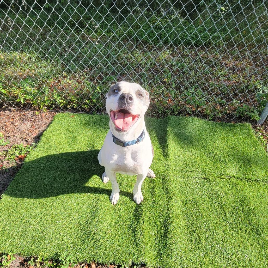 Enlarge Angus, a Adoptable Pit Bull Terrier in Lake Panasoffkee, FL image 6/6