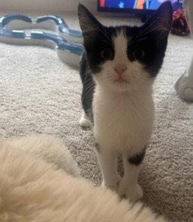 Panda, Adopted, Kitten Female Extra-Toes Cat / Hemingway Polydactyl.