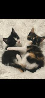 Enlarge Panda, a Adopted Extra-Toes Cat / Hemingway Polydactyl in Irving, TX image 2/3