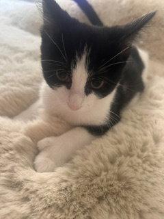 Enlarge Panda, a Adopted Extra-Toes Cat / Hemingway Polydactyl in Irving, TX image 3/3