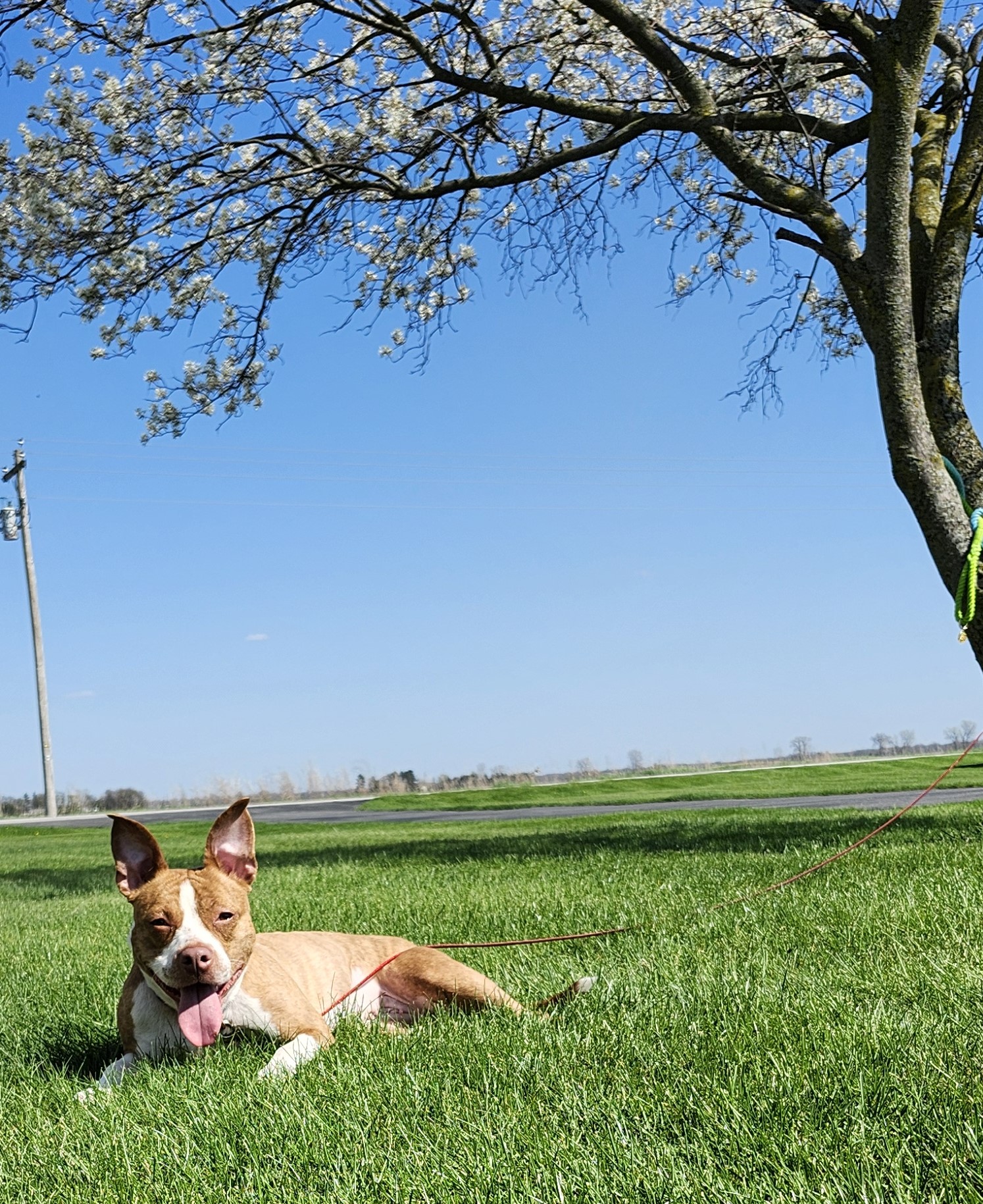 Kinsley, a Adoptable Pit Bull Terrier image 2/3