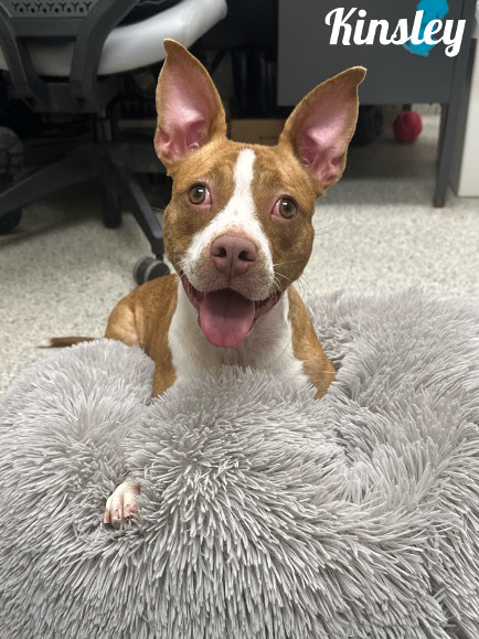 Kinsley, a Adoptable Pit Bull Terrier image 3/3