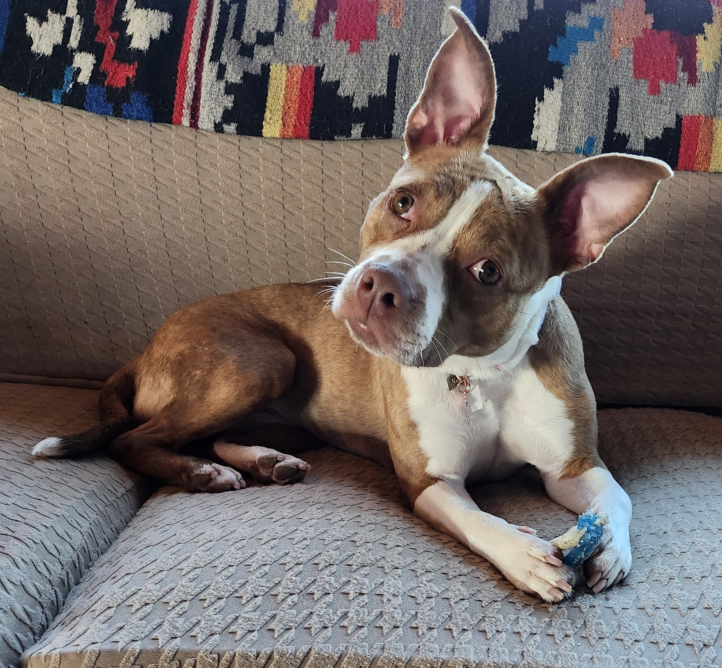 Kinsley, Adoptable, Adult Female Pit Bull Terrier.