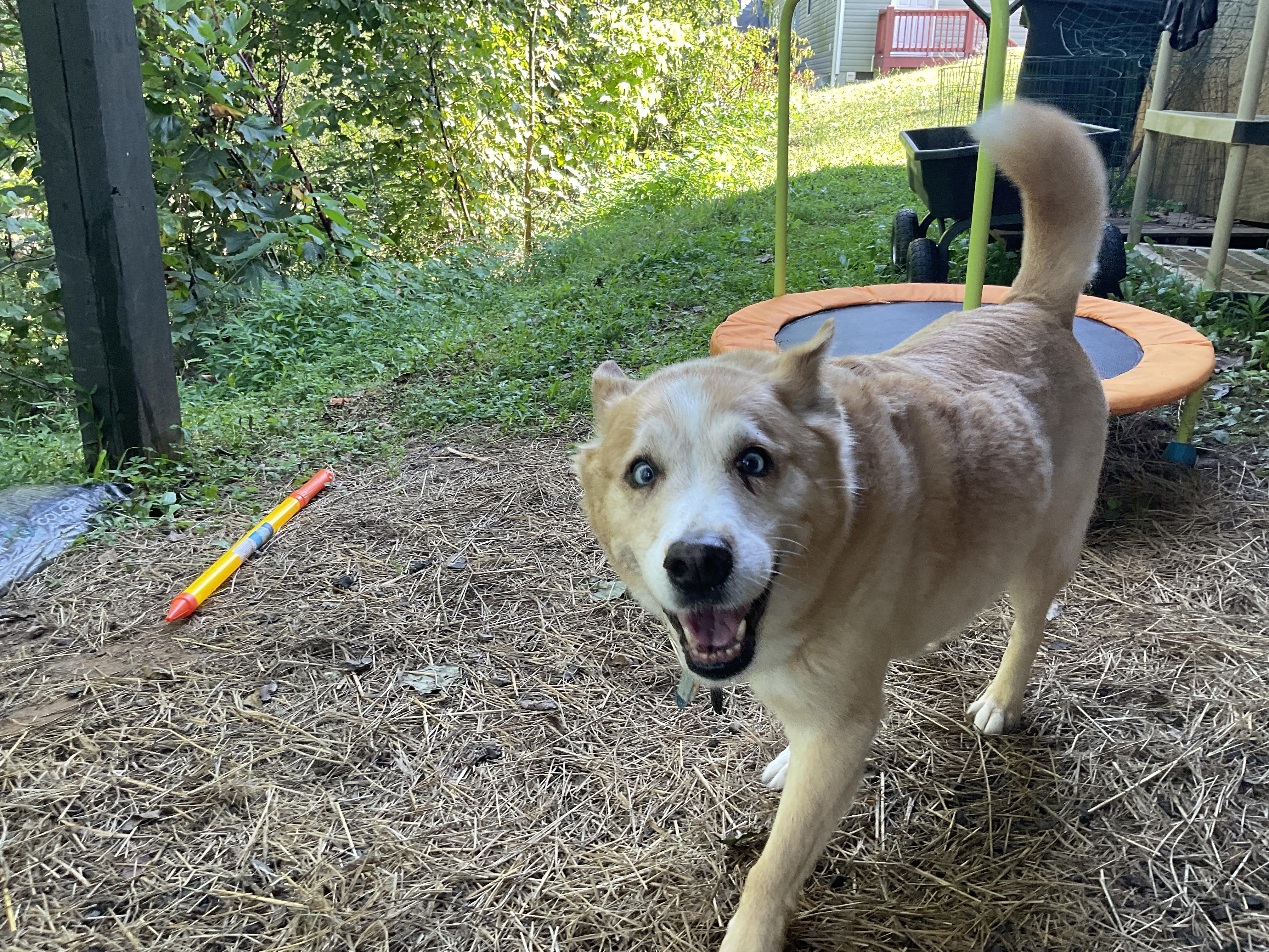 Enlarge Sheik, a Adoptable mixed breed in Clyde, NC image 2/3