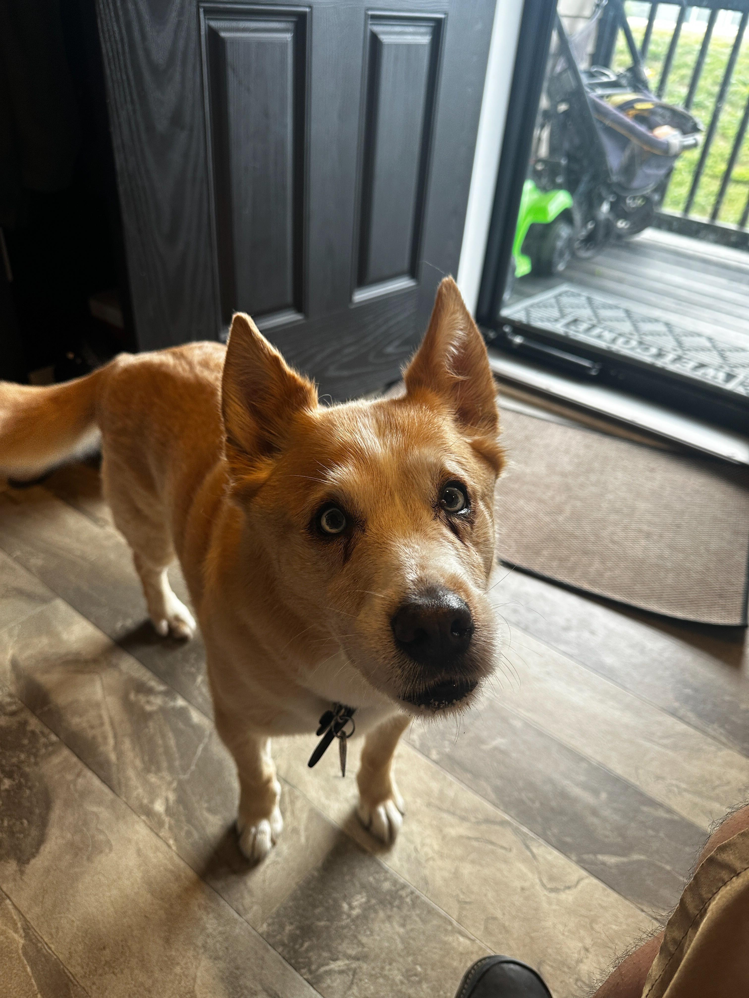 Enlarge Sheik, a Adoptable mixed breed in Clyde, NC image 1/3