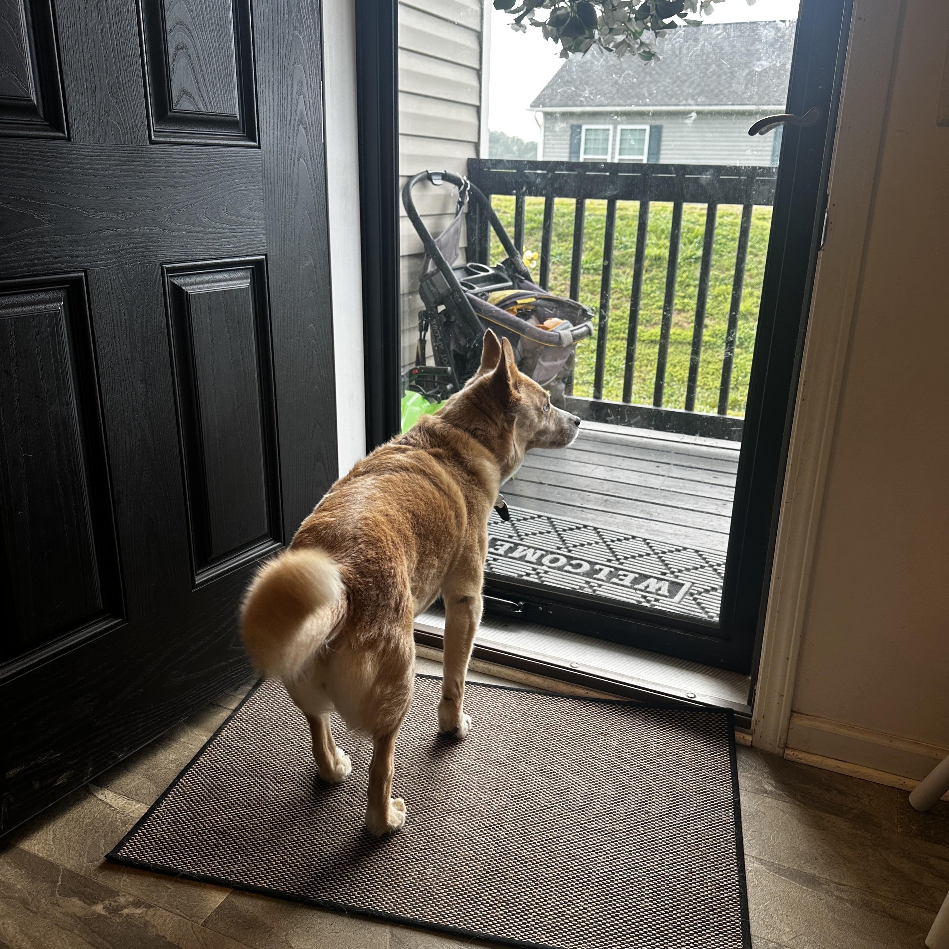 Enlarge Sheik, a Adoptable mixed breed in Clyde, NC image 3/3