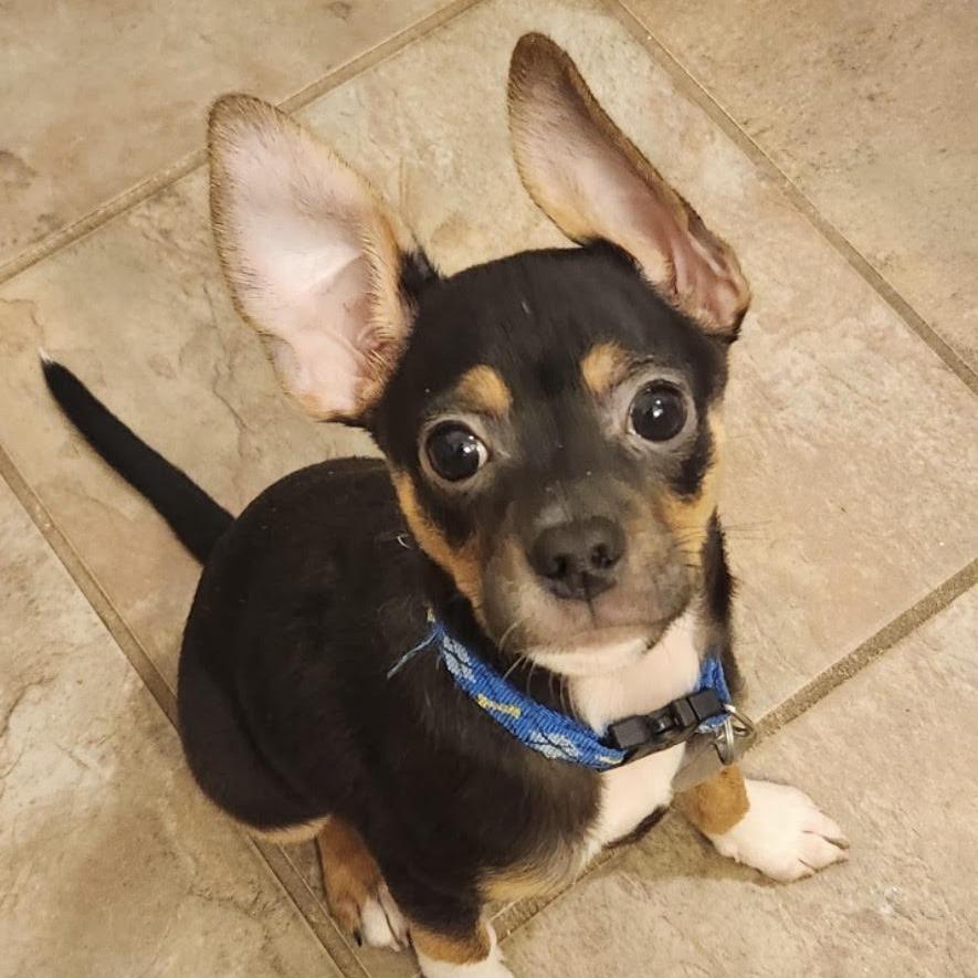 Scooter, adopted, Young Male Chihuahua.
