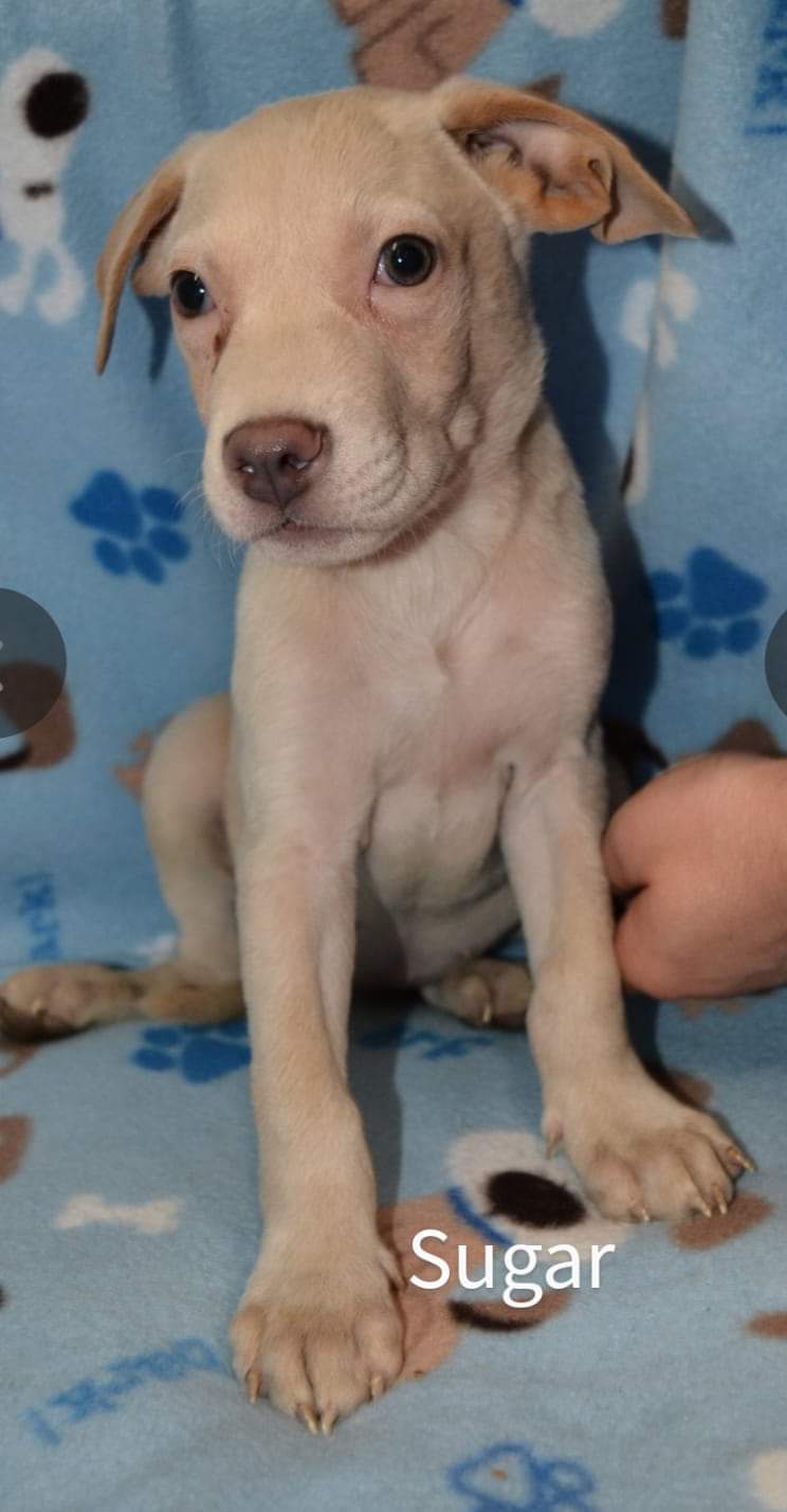 Sugar, an adopted Hound & Labrador Retriever Mix in Saint Augustine, FL_image-1