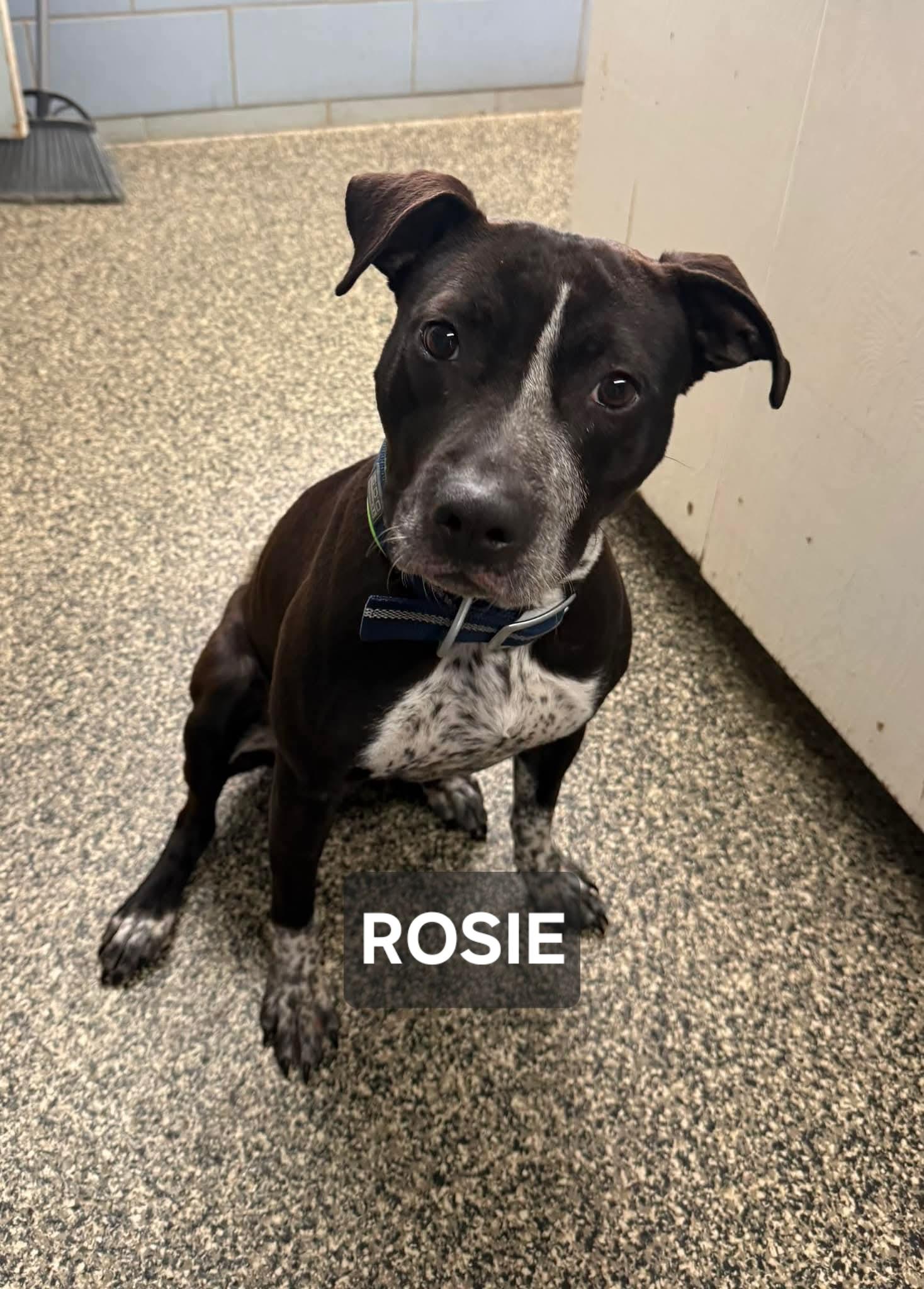 Enlarge Rosie, a ADOPTABLE mixed breed in Windom, MN image 1/1