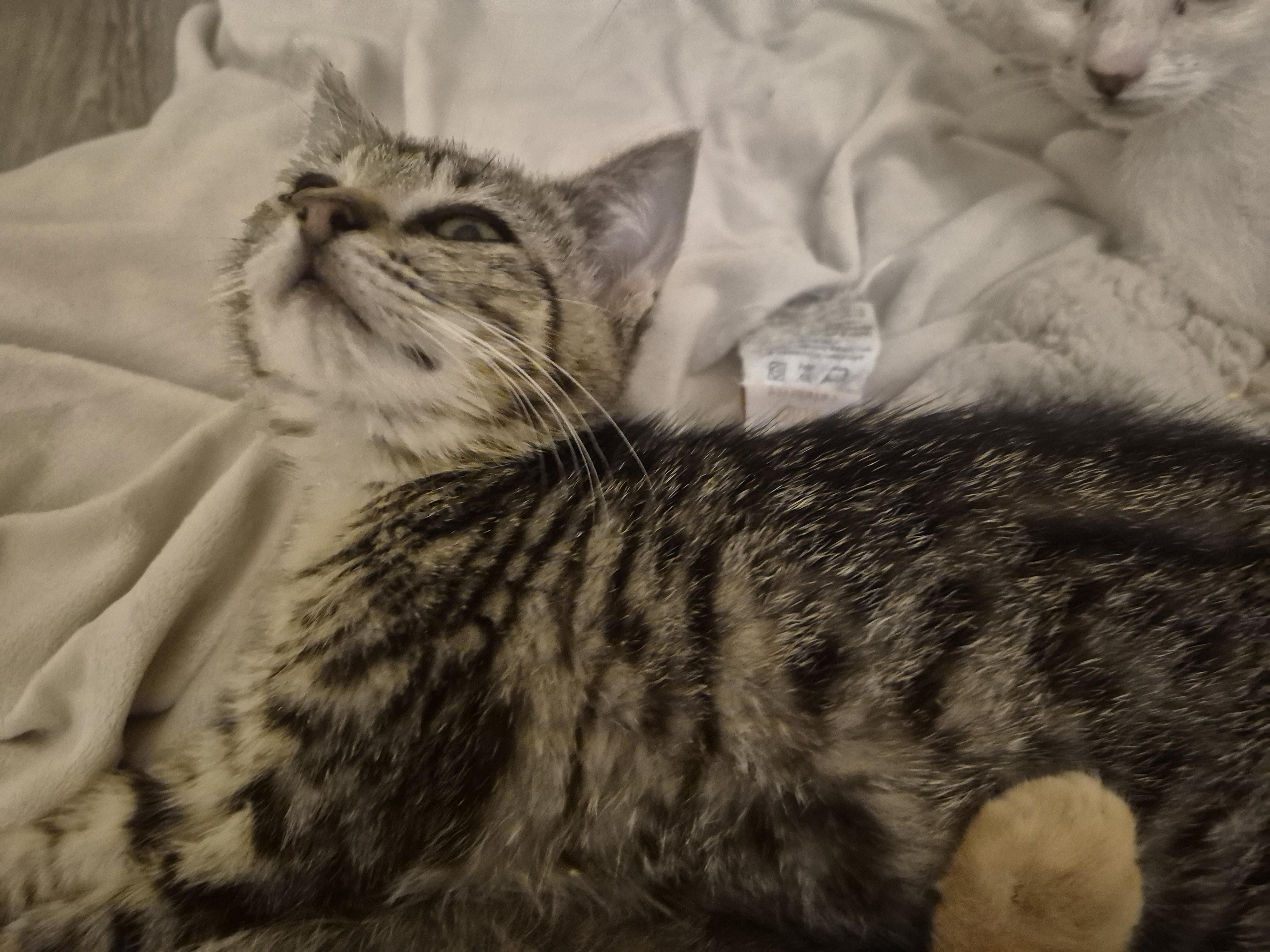 Jill, Adoptable, Kitten Female Domestic Short Hair.