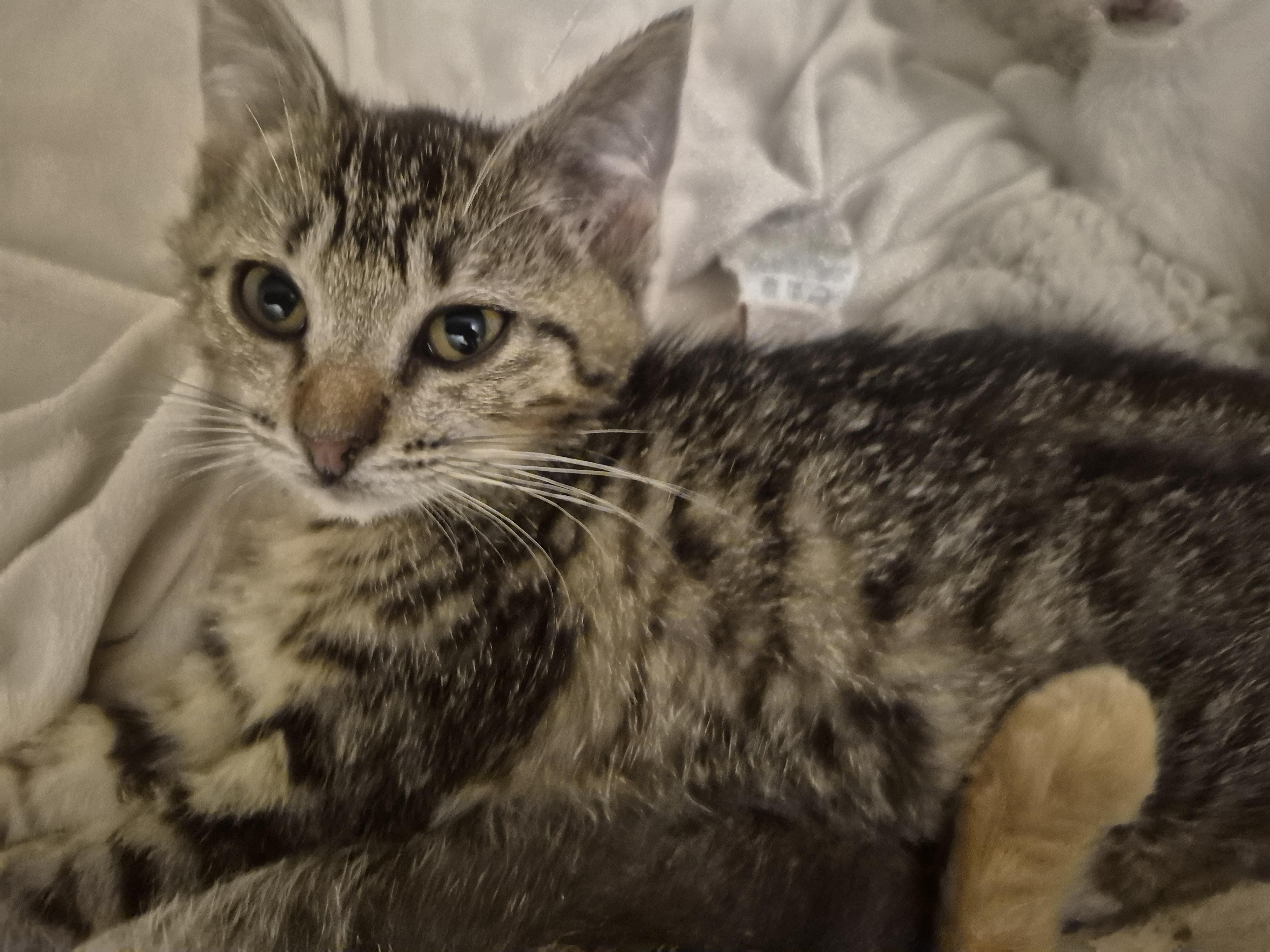 Enlarge Jill, a Adoptable Domestic Short Hair in Fruit Heights, UT image 2/4