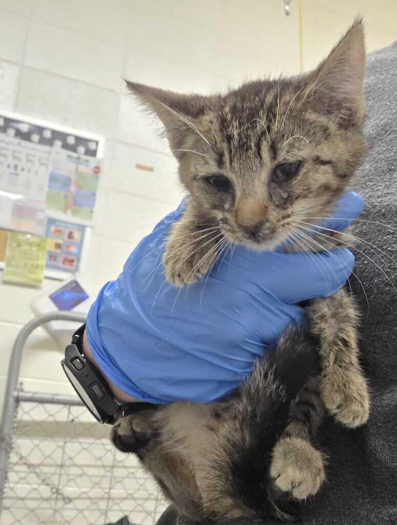 Enlarge Jill, a Adoptable Domestic Short Hair in Fruit Heights, UT image 3/4