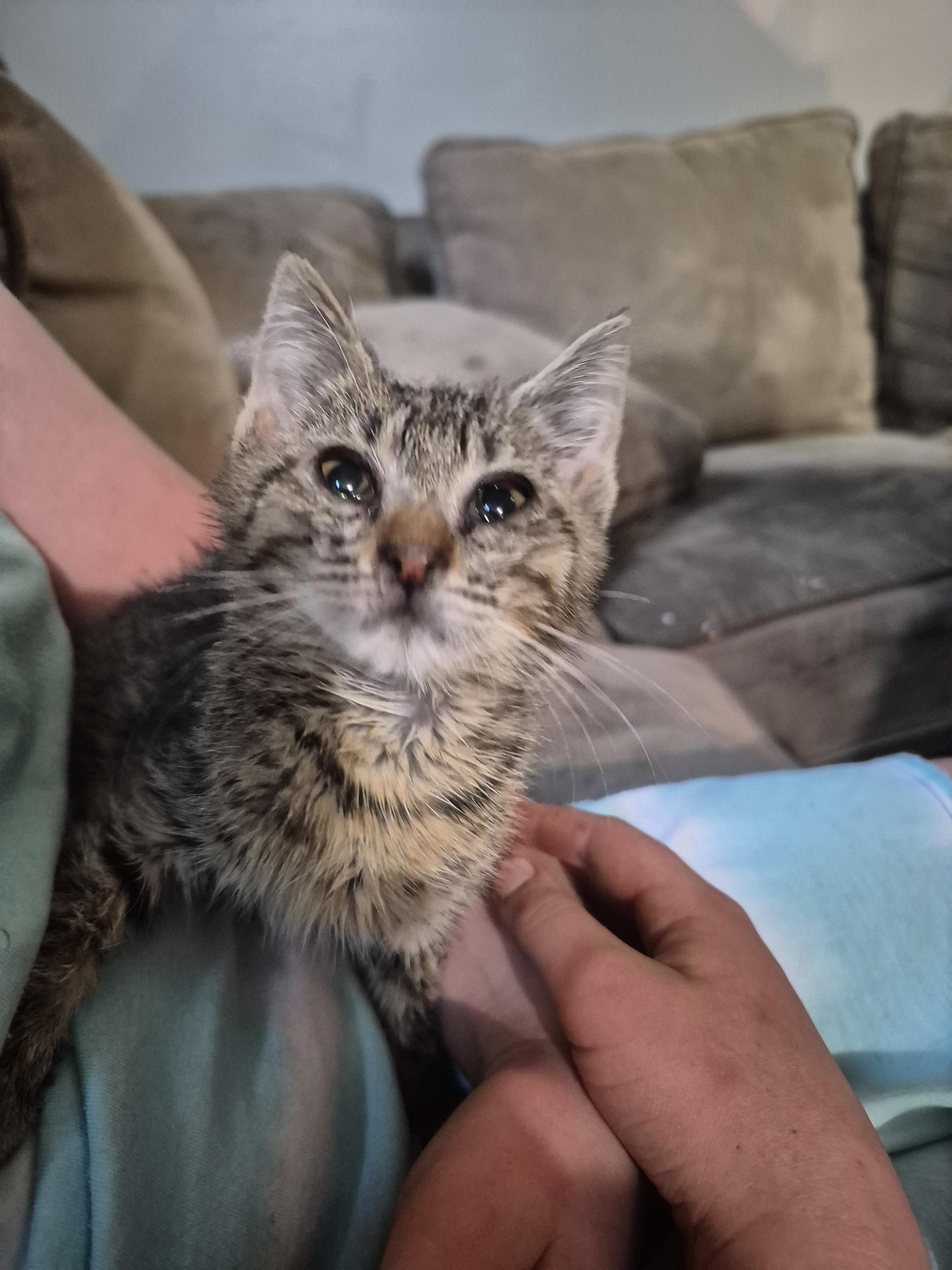 Enlarge Jill, a Adoptable Domestic Short Hair in Fruit Heights, UT image 4/4