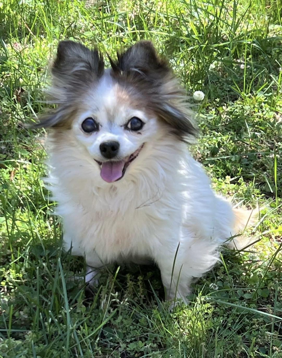 Enlarge Paloma, a ADOPTABLE Chihuahua in Norfolk, VA image 1/1