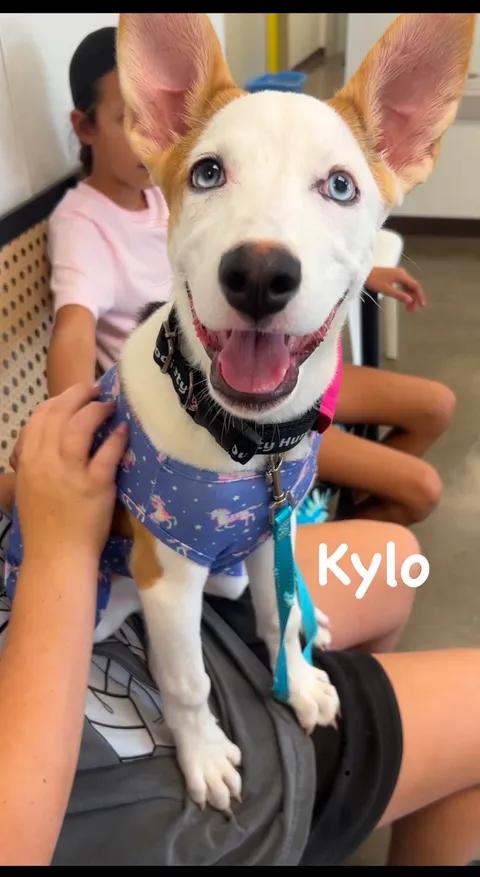 Kylo, a ADOPTABLE Terrier in Port Lavaca, TX image 2/4