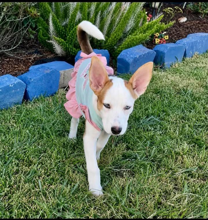 Kylo, ADOPTABLE, Puppy Female Terrier.
