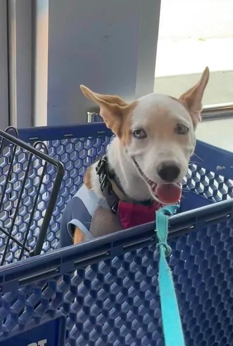 Kylo, a ADOPTABLE Terrier in Port Lavaca, TX image 4/4