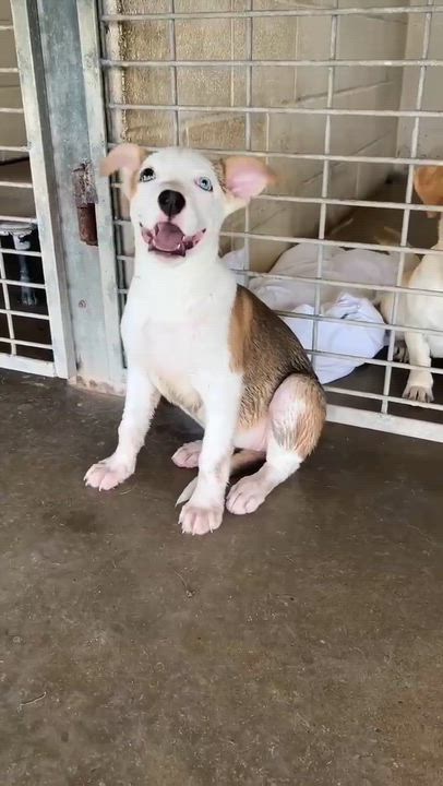 Enlarge Kylo, a ADOPTABLE Terrier in Port Lavaca, TX video 3/4