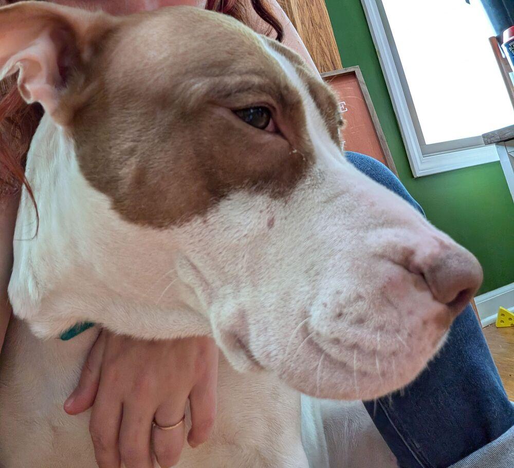 Enlarge Princess, a Adoptable Pit Bull Terrier in Lincoln Park, MI image 1/6