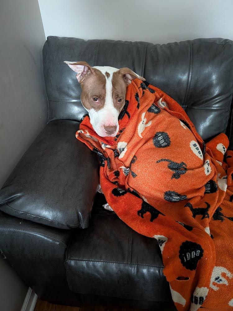 Enlarge Princess, a Adoptable Pit Bull Terrier in Lincoln Park, MI image 2/6